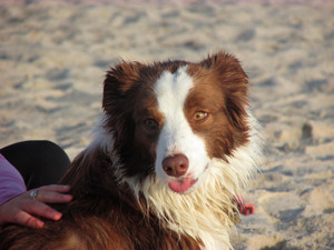 Bruno