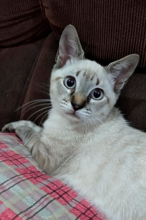 Fiona