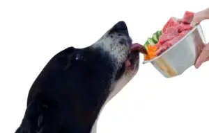 Peligros de parásitos y bacterias en comida cruda o Barf para perros y gatos